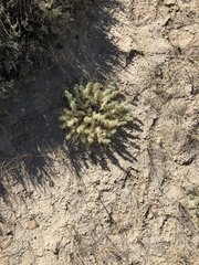 Astragalus kentrophyta