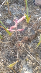 Lachenalia schlechteri