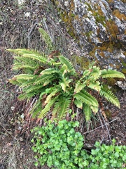 Polystichum imbricans imbricans