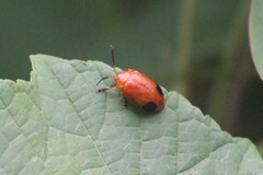 Oides palleata