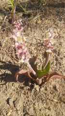 Lachenalia membranacea