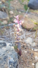 Lachenalia membranacea