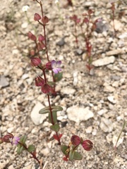 Collinsia callosa