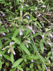Collinsia childii