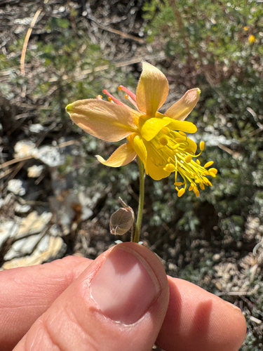 Aquilegia barnebyi