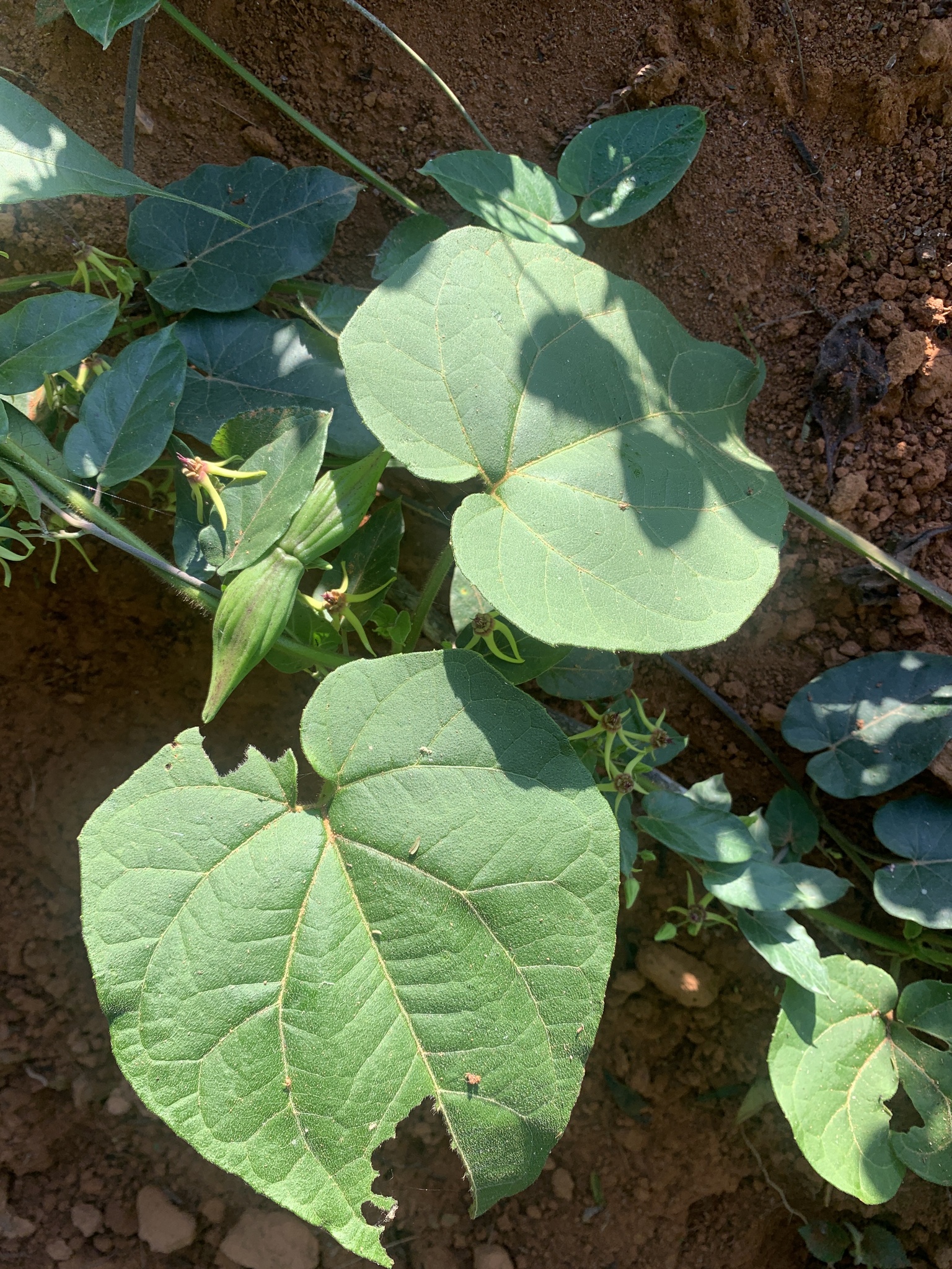 Oxypetalum banksii