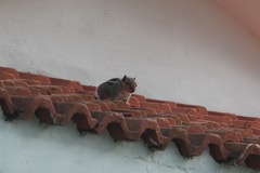 Funambulus tristriatus