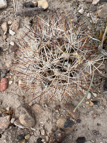 Sclerocactus wetlandicus