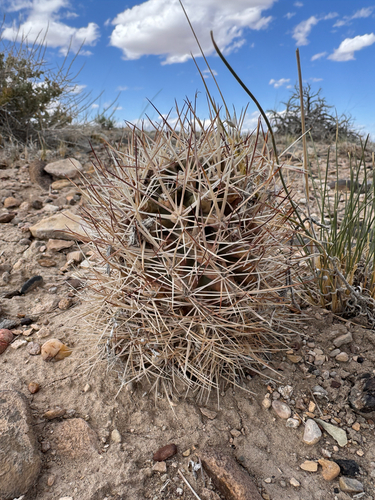 Uinta Basin Hookless Cactus (Sclerocactus wetlandicus)
