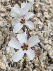 Linanthus concinnus
