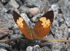 Cupha erymanthis maja