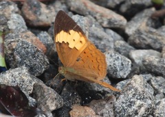 Cupha erymanthis maja