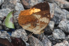 Cupha erymanthis maja