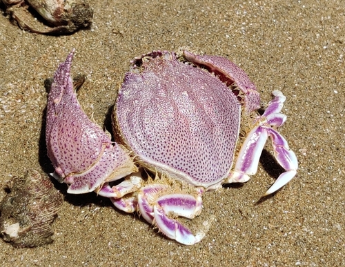Cycloes granulosa observed 2025-06-04