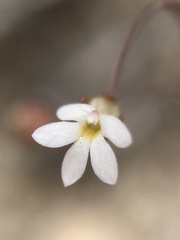 Nemacladus sigmoideus