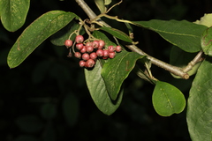 Cotoneaster frigidus