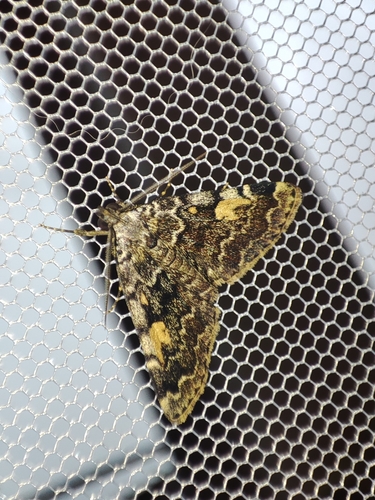 Idia calvaria