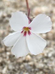 Linanthus concinnus