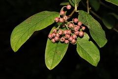 Cotoneaster frigidus