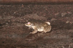 Duttaphrynus stomaticus