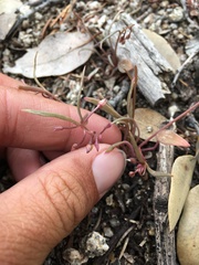 Claytonia parviflora viridis