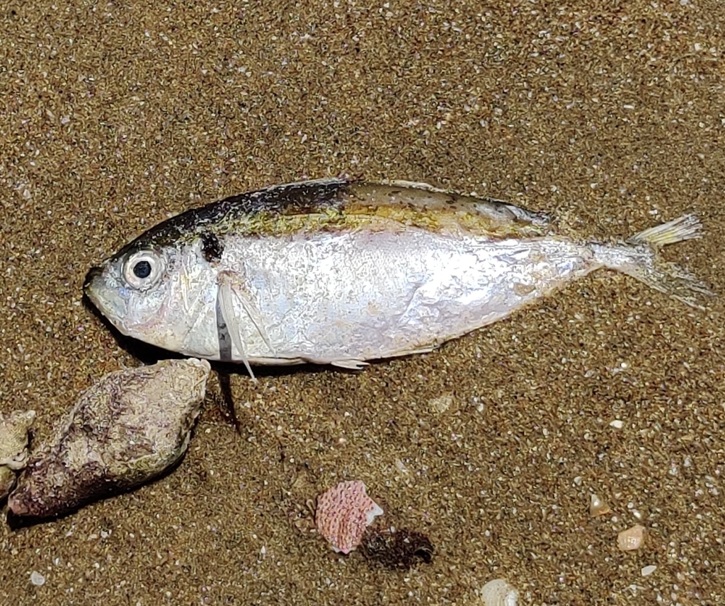 Yellowstripe scad