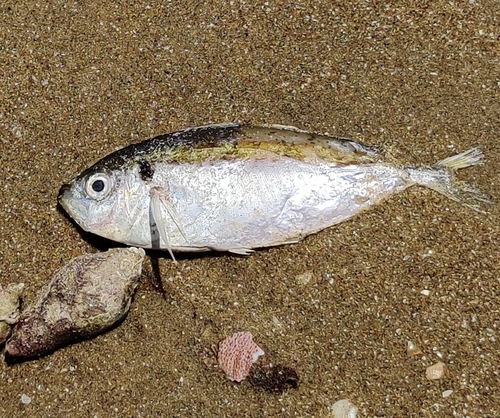 Trevally
