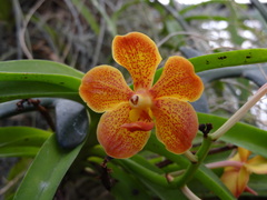 Vanda