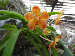 Vanda