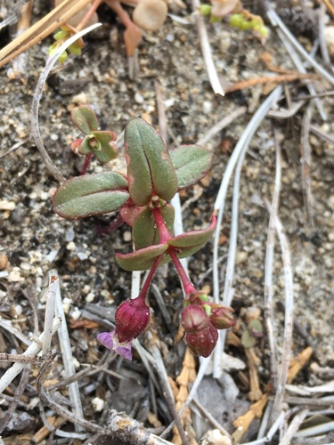Image of Collinsia callosa by (c) Matt Berger, some rights reserved (CC BY)
