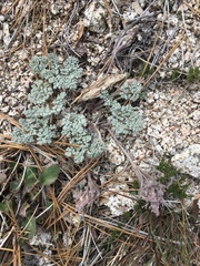 Oreonana vestita