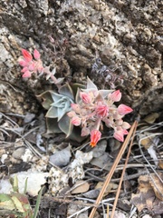 Dudleya cymosa pumila