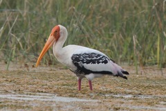 Mycteria leucocephala