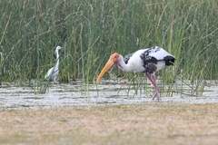 Mycteria leucocephala