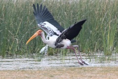 Mycteria leucocephala