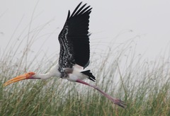 Mycteria leucocephala