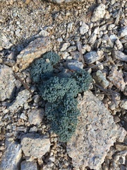 Oreonana vestita