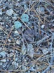 Oreonana vestita