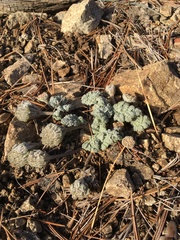 Oreonana vestita