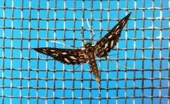 Nausinoe geometralis