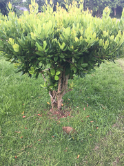 Pimenta racemosa