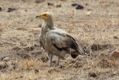 Neophron percnopterus