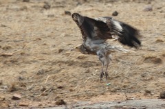Neophron percnopterus