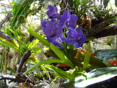Vanda