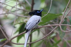 Terpsiphone paradisi