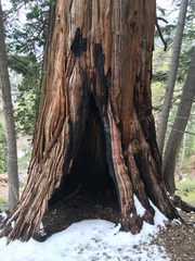 Calocedrus decurrens