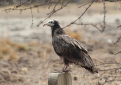 Neophron percnopterus
