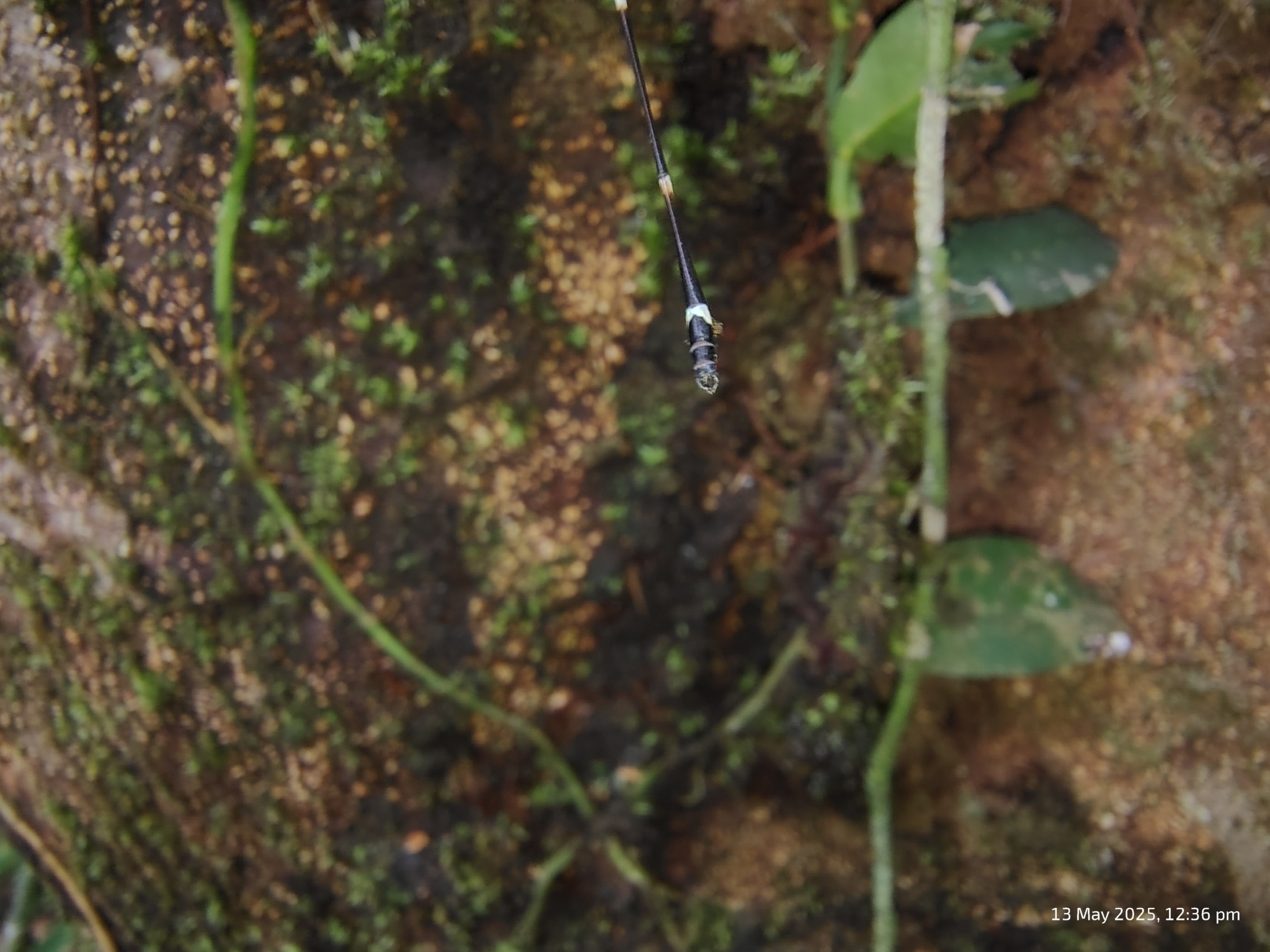 Pied Shadowdamsel