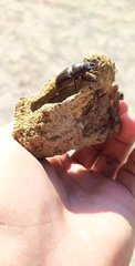 Lucanus tetraodon