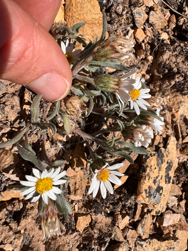 Hairy Ground-Daisy (Townsendia strigosa)